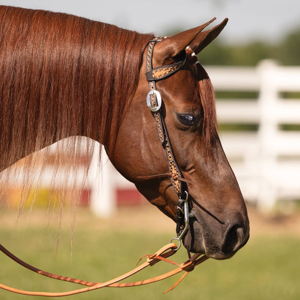 Schneiders® Black Edged Ribbon Tooled One Ear Headstall