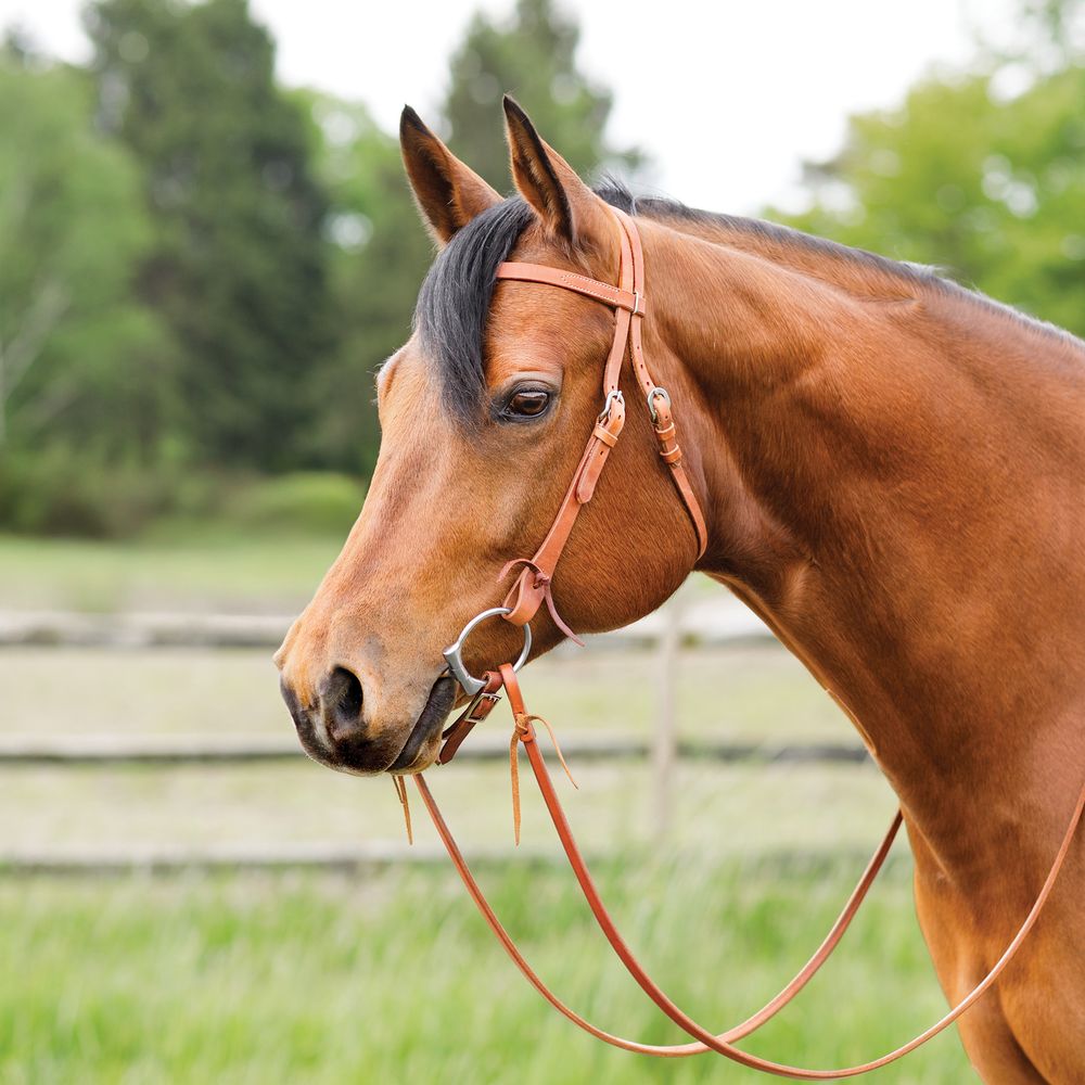KT Premium Knot Browband Double Buckle Headstall – Kyle Tack
