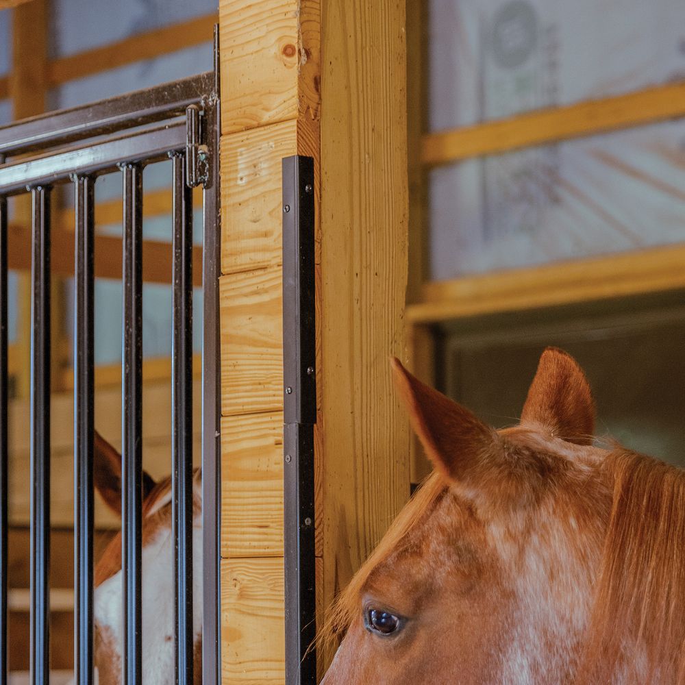 Schneiders® Easy-Up® 24 Angle Iron Horse Stall Chew Guards - Set of 3