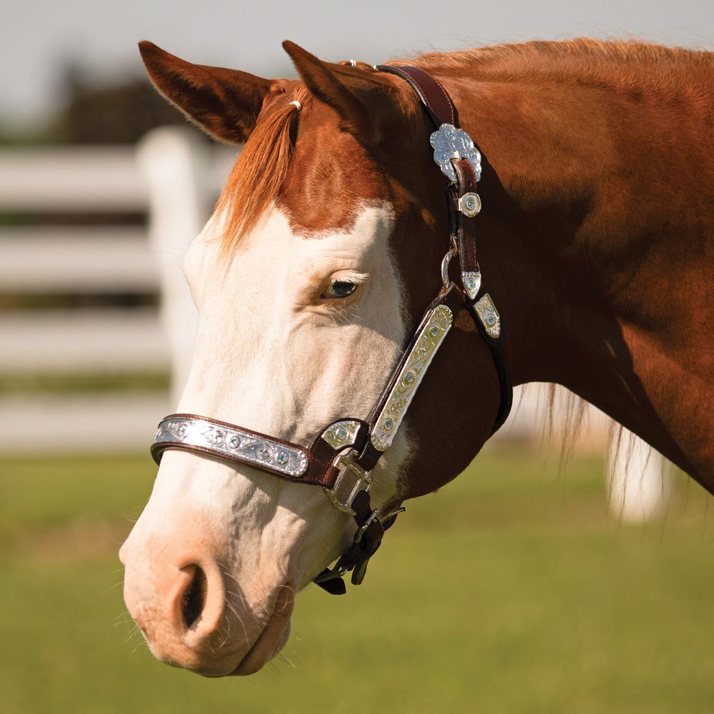 Schneiders® Dixie II Show Halter with Lead