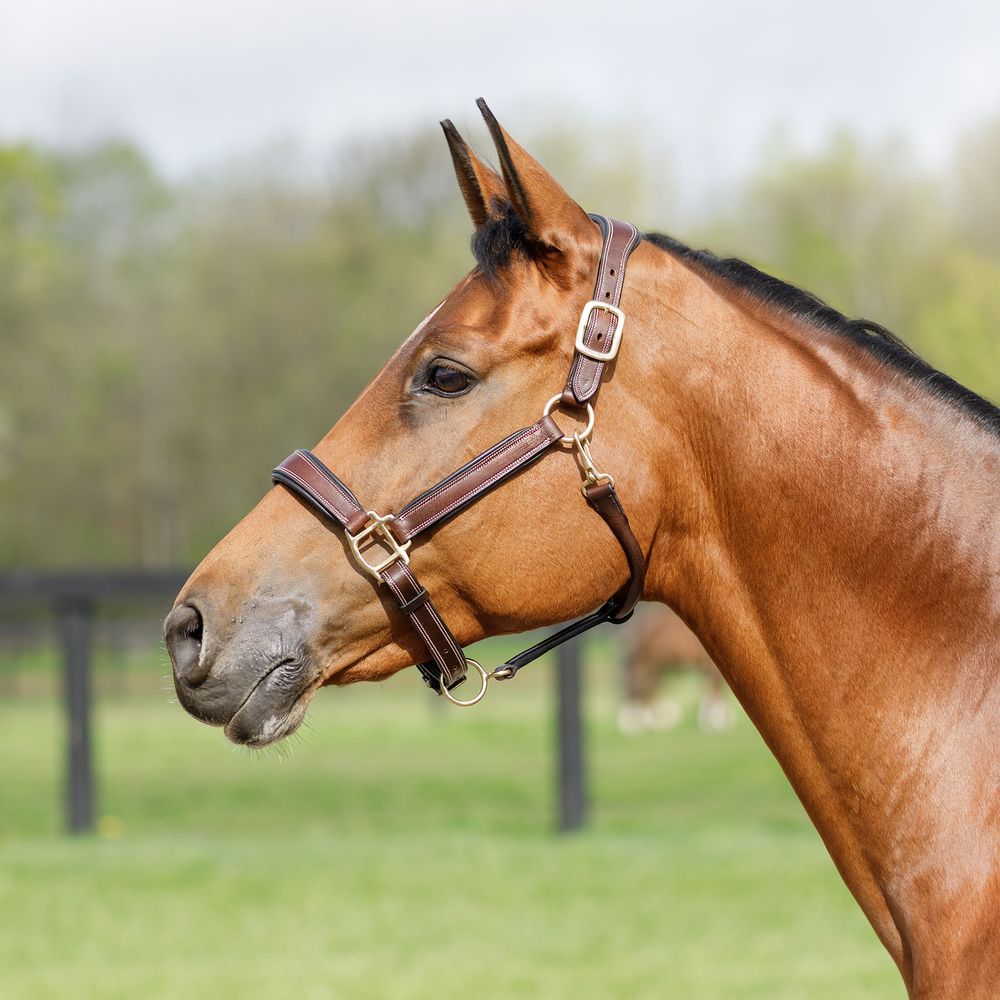 Schneiders® Ergonomic Padded Leather Halter