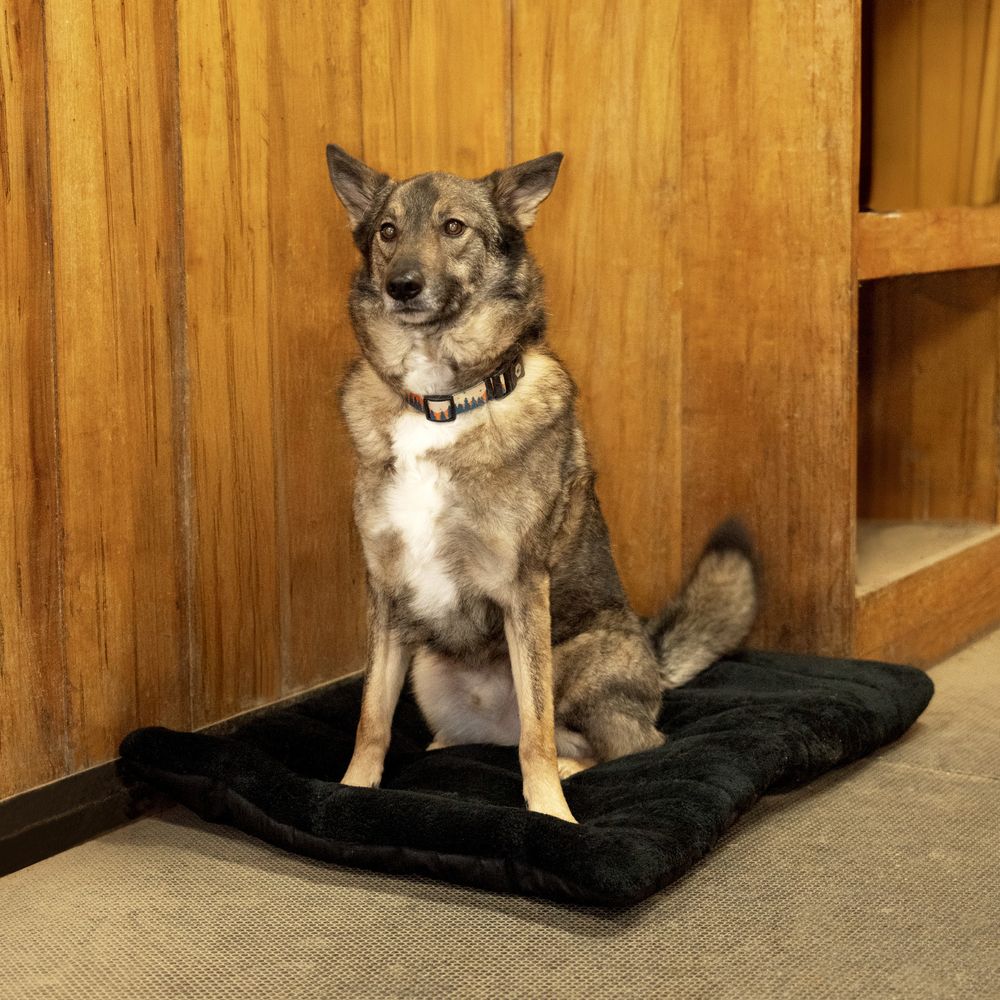 Schneiders® Easy-Clean Roll-Up Travel Dog Bed