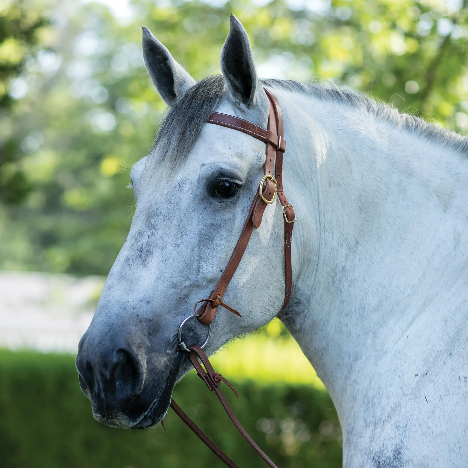 Draft Horse Tack: Essential Gear for Powerful Performance