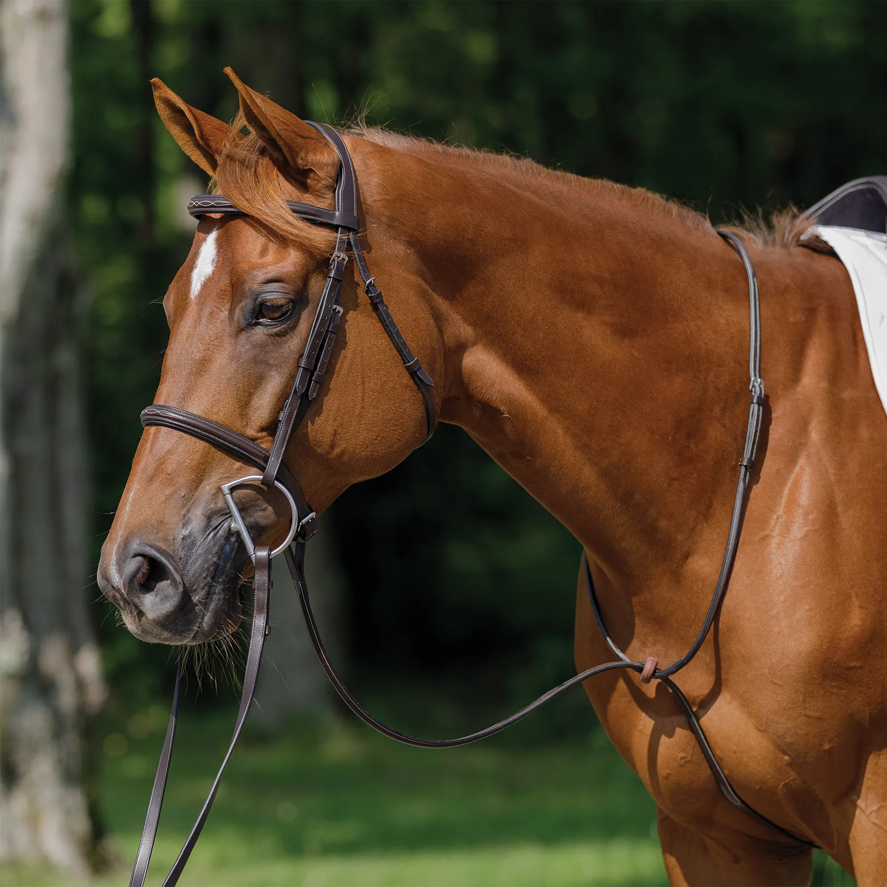When to Use a Martingale on a Horse: Essential Riding Tips